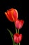 Art Soft Three Tulip Isolated Black Background