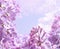 Art Spring lilac flower background