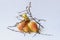 Art still life of bright ripe pears in dry prickly branches with berries on a light background.