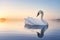 Art Swan Floating on Water at Sunrise of the Day.