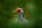 Art view of bird portrait. Hiden rare bird of prey on green vegetation. Secretary Bird, Sagittarius serpentarius, portrait of nice