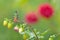 Art view on nature. Bird in flowers. Rufous-tailed Hummingbird, Amazilia tzacat, with clear green background, Colombia. Wildlife