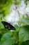 Art view on nature. Butterfly in green vegetation. Female Papilio pilumnus, butterfly in the nature green forest habitat, South of