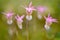 Art view on nature, orchid in the forest. Calypso bulbosa, beautiful pink orchid, Finland. Flowering European terrestrial wild orc