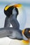 Art view of nature. Portrait of King penguin, Aptenodytes patagonicus, detail cleaning of feathers, with black and yellow head, Fa