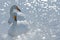 Art view of two swans. Whooper Swan, Cygnus cygnus, bird portrait with open bill, Lake Kusharo, other blurred swan in the