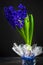 Art vintage background hyacinth black background