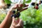 Art Womanâ€™s hand picking up berry on the background of fruit garden; blackberry harvest in an orchard