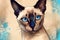 Art Work of a Graceful Purebred Siamese Cat, Generative AI