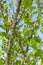 Artabotrys spinosus Craib tree in nature