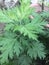 Artemesia Titepati leaf,Fruit banana and flower light.greenplants