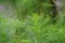 Artemisia abrotanum southernwood, lad`s love, southern wormwood, sunflower, old man on the tree. Aerial parts of Artemisia abrot