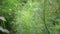 Artemisia abrotanum southernwood, lad`s love, southern wormwood, sunflower, old man on the tree. Aerial parts of Artemisia abrot