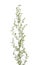 Artemisia absinthium