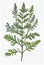 Artemisia Absinthium Botanical Illustration, Wormwood , Mugwort, Sagebrush, Abstract Generative AI Illustration