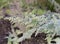 Artemisia absinthium or wormwood flowering plant
