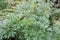 Artemisia absinthium or wormwood flowering plant