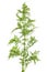 Artemisia annua plant