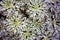 Artemisia annua, sweet wormwood, sweet annie, sweet sagewort, annual mugwort or annual wormwood
