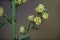 Artemisia annua - Wild plant shot in the spring.