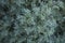 Artemisia arborescens foliage