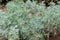 Artemisia arborescens, the tree wormwood plant