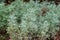 Artemisia arborescens, the tree wormwood plant