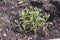 Artemisia dracunculus, tarragon