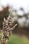 Artemisia genus plant sagebrush autumn plant twig perennial closeup