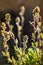 Artemisia Glacialis flower, italian Alps. Italy