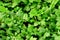 Artemisia lactiflora SAGE BRUSH vegetable herb