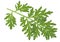 Artemisia, mugwort - Sprig of medicinal wormwood on white background