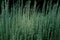 Artemisia pontica. Roman wormwood or small absinthe. green tall fluffy grass