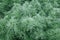Artemisia schmidtiana, common name silvermound