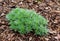 Artemisia schmidtiana Nana in the Botany in Poland.