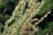 Artemisia vulgaris also known as mugwort closeup