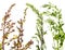 Artemisia vulgaris and Chenopodium album and Atriplex - garden orache common weed
