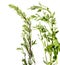 Artemisia vulgaris and Chenopodium album common weed
