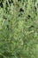 Artemisia vulgaris common mugwort weed