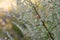 Artemisia vulgaris common mugwort weed closeup