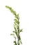 Artemisia vulgaris common weed