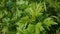 Artemisia vulgaris fresh medicinal plant HD