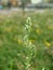 Artemisia vulgaris (mugwort, common wormwood