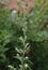 Artemisia vulgaris (mugwort, common wormwood)