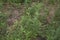 Artemisia vulgaris plants