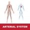 Arterial system