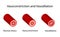 Arterial vasoconstriction and vasodilation. Scientific Diagram. Vector illustration.