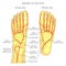 Arteries of the foot