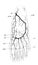 The arteries of the foot in the old book the Human Anatomy Basics, by A. Pansha, 1887, St. Petersburg