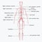 Arteries labelled